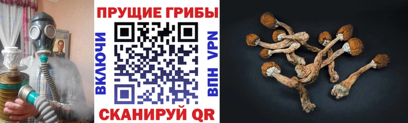 закладка  Сухиничи  Псилоцибиновые грибы Psilocybine cubensis 